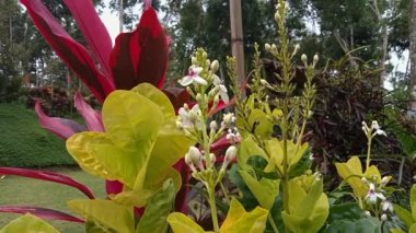 Bunga Puring. Taze yeşil Kodiaeum varyete yaprakları. Yan görünüm