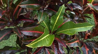 Bunga Puring. Taze yeşil Kodiaeum varyete yaprakları. Üst görünüm