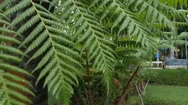 Cyathea Medullaris - siyah ağaç eğrelti