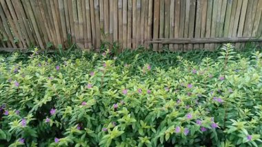 Moneywort, Lysimachia nummularia, Goldilocks bitkiler ve sarı çiçekler bahçede sundstone üzerinde yalan
