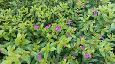 Moneywort, Lysimachia nummularia, Goldilocks bitkiler ve sarı çiçekler bahçede sundstone üzerinde yalan