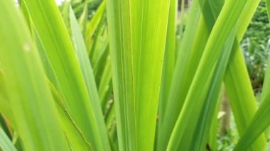 Bahçedeki Phormium. Dekoratif ot