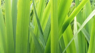 Bahçedeki Phormium. Dekoratif ot