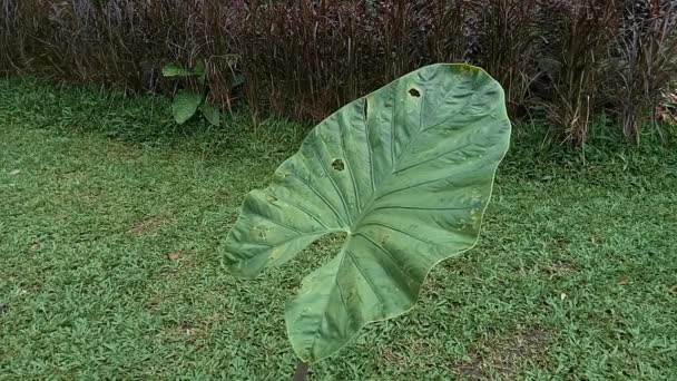 녹색의 카시아 기관총이야 보르네오섬에서 퀸즐랜드주에 이르는 우림에서 자생하는 현화식물 아리아 — 비디오