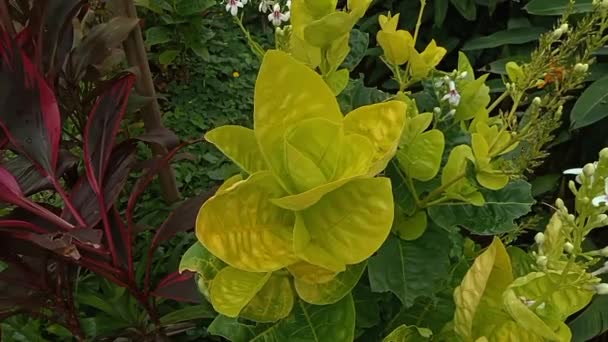 Bunga Puring Taze Yeşil Kodiaeum Varyete Yaprakları Üst Görünüm — Stok video