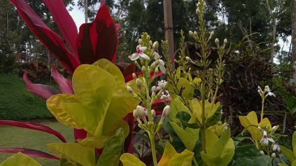 Μπούνγκα Πούρινγκ Φρέσκα Πράσινα Φύλλα Codiaeum Variagetum Πλευρική Άποψη — Αρχείο Βίντεο