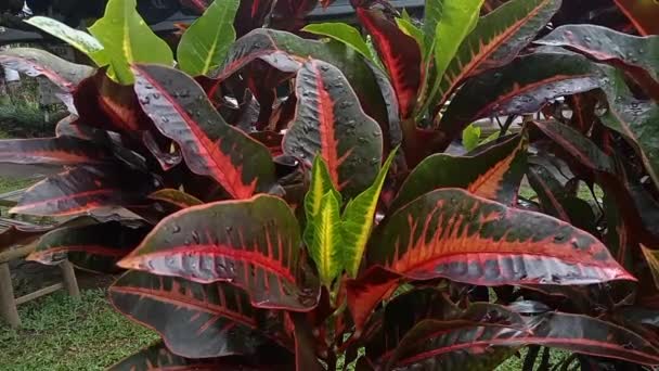 Bunga Puring Taze Yeşil Kodiaeum Varyete Yaprakları Üst Görünüm — Stok video