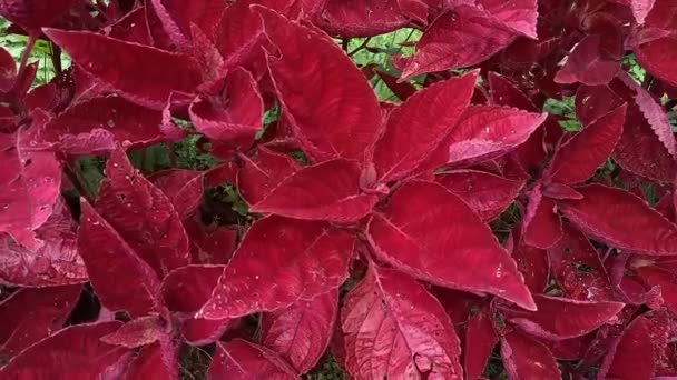 Červené Zelené Listy Rostliny Lilku Plectranthus Scutellarioides — Stock video