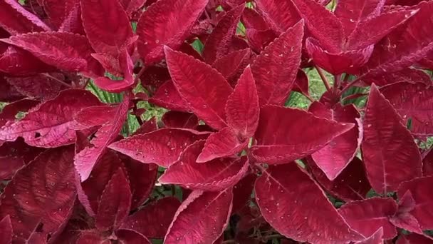 Coleus Bitkisinin Kırmızı Yeşil Yaprakları Plectranthus Scutellarioides — Stok video
