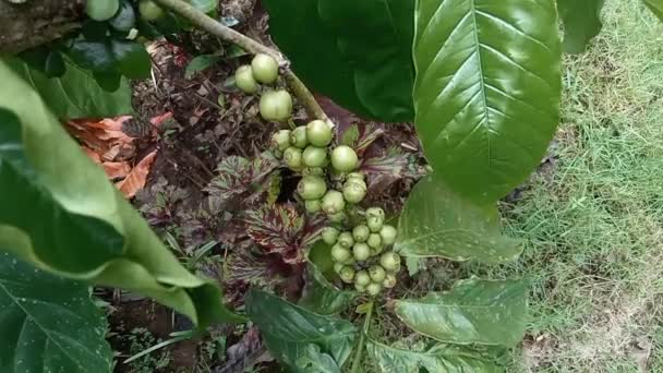 Zamazany Obraz Zielonej Ziarna Kawy Koncepcji Rolnictwa Ekologicznego Drzewa — Wideo stockowe
