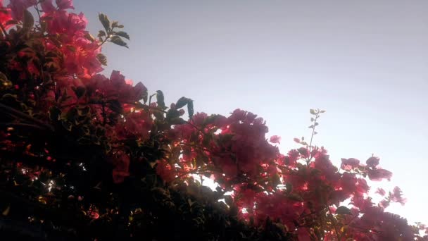 Вид Снизу Вверх Красивые Красновато Розовые Листья Бугенвиллии Фоне Голубого — стоковое видео