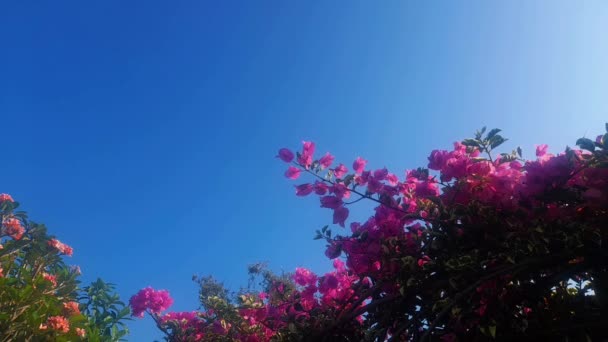 Bottom Uitzicht Van Prachtige Roodachtig Rose Loof Van Een Bougainvillea — Stockvideo