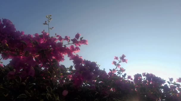 Вид Снизу Вверх Красивые Красновато Розовые Листья Бугенвиллии Фоне Голубого — стоковое видео