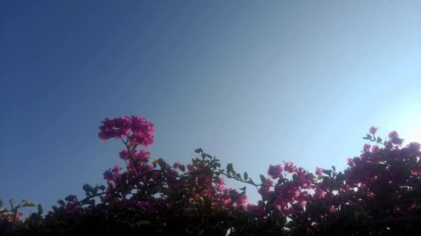 Bir Begonvil Bitkisinin Kızılımsı Pembe Yapraklarının Mavi Gökyüzü Arkaplanına Karşı — Stok video