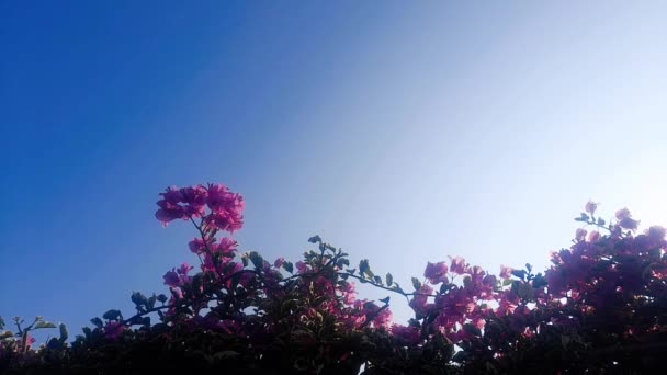 Bottom View Beautiful Reddish Pink Leaves Bougainvillea Plant Blue Sky — Stock Video