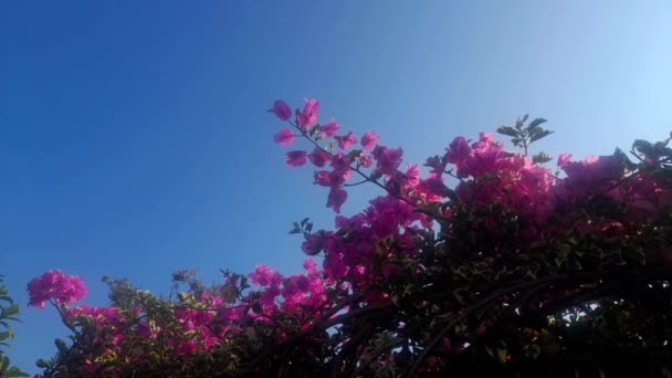 Bottom Uitzicht Van Prachtige Roodachtig Rose Loof Van Een Bougainvillea — Stockvideo