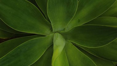 Üst manzara yeşil bitki, yeşil arkaplan