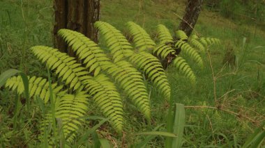 Polystichum munitum, the western swordfern or Bright Green Tuber sword-fern (Nephrolepis cordifolia) or Sword fern's leaves. Tanaman Paku. clipart