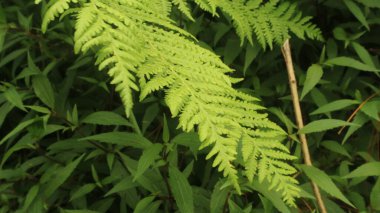 Polystichum munitum, the western swordfern or Bright Green Tuber sword-fern (Nephrolepis cordifolia) or Sword fern's leaves. Tanaman Paku. clipart
