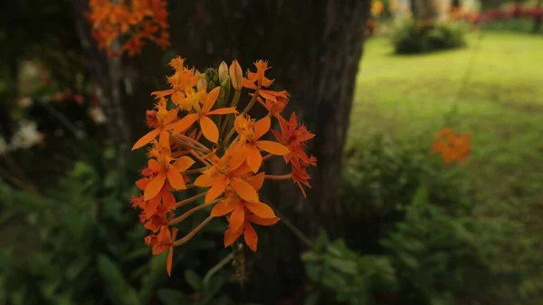 Saraca Asoca Asoka Kasveja Käytetään Yleensä Koristekasveina Viherryttämiseen Toimintaa Ihmiset — kuvapankkivalokuva