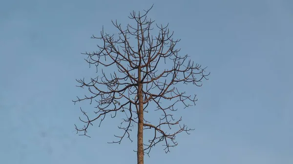 Batang Pohon Kering Terisolasi Pada Latar Langit Biru Cerah Musim — Stok Foto