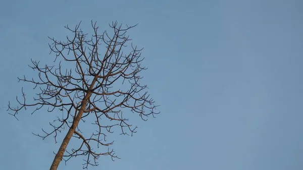 Kuru Ağaç Gövdesi Parlak Mavi Gökyüzü Arka Planında Izole Edilmiş — Stok fotoğraf