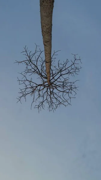 乾燥した木の幹は明るい青空の背景に隔離された 乾季と気候変動の概念写真 コピースペース — ストック写真