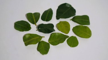 Daun Jeruk Purut. Çorba, köri, pirinç, kızartma, patates kızartması ve salata da dahil olmak üzere aromatik Endonezya mutfağı için kullanılan kaffir kireç yaprakları. İzole edilmiş beyaz arkaplan