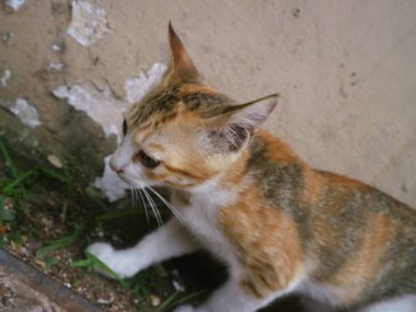 Şirin üç renkli kedi yavrusu yalnız oynuyor.