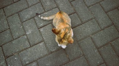 Şirin üç renkli kedi yavrusu yalnız oynuyor.