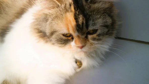 Cute Trzy Kolory Kotek Grać Sam — Zdjęcie stockowe