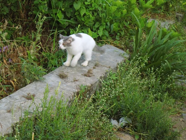 かわいい白い猫は一人で遊ぶ — ストック写真