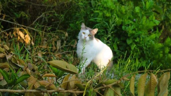 Lindo Gato Blanco Jugar Solo —  Fotos de Stock