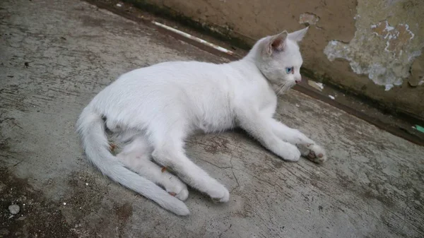 Мила Біла Кішка Грати Сама — стокове фото