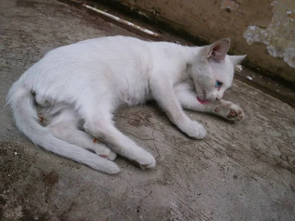 可爱的白猫一个人玩 — 图库照片