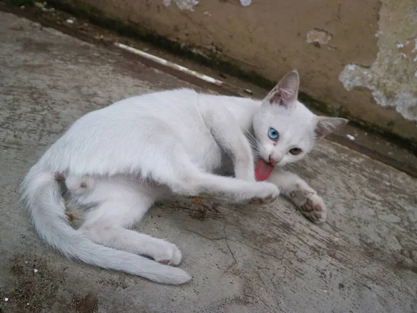 Симпатичная Белая Кошка Играет Одна — стоковое фото