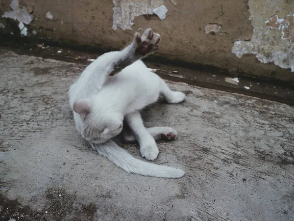 Schattig Wit Kat Spelen Alleen — Stockfoto