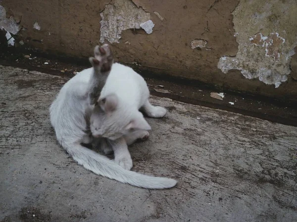 Χαριτωμένο Λευκό Γάτα Παίξει Μόνη Της — Φωτογραφία Αρχείου