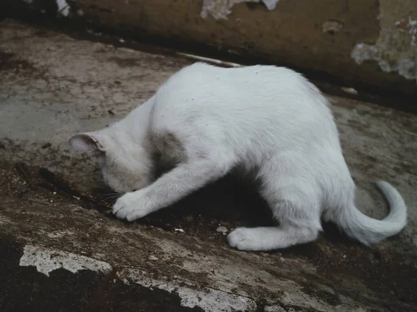 Cute Biały Kot Grać Sam — Zdjęcie stockowe