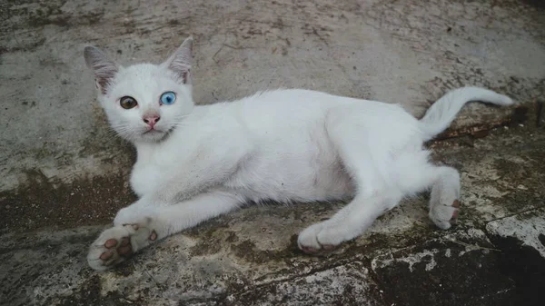 Bonito Gato Branco Jogar Sozinho — Fotografia de Stock