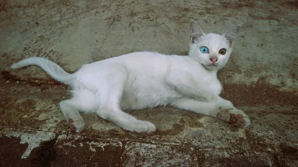 แมวขาวน นคนเด — ภาพถ่ายสต็อก