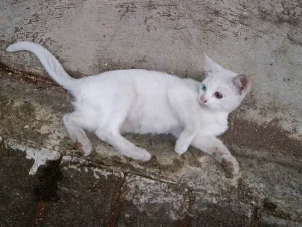 Roztomilá Bílá Kočka Hrát Sám — Stock fotografie