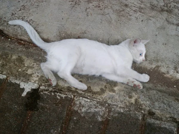 Roztomilá Bílá Kočka Hrát Sám — Stock fotografie