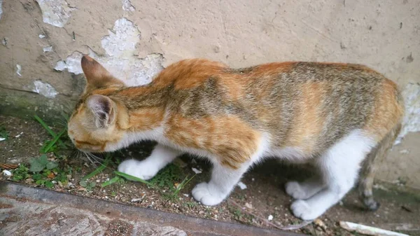 Симпатичные Трехцветные Котята Играют Одиночку — стоковое фото