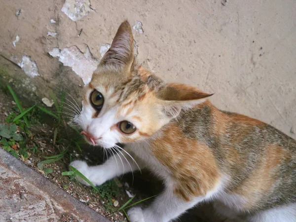 กแมวสามส กเล นคนเด — ภาพถ่ายสต็อก