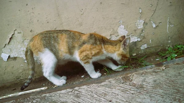 Schattig Driekleurig Katje Spelen Alleen — Stockfoto