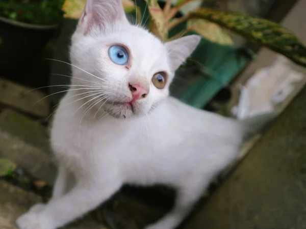 กแมวส ขาวน นคนเด มองข — ภาพถ่ายสต็อก