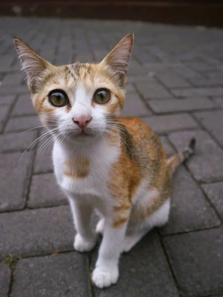 Cute Trzy Kolory Kotek Grać Samodzielnie Spojrzeć Aparat — Zdjęcie stockowe