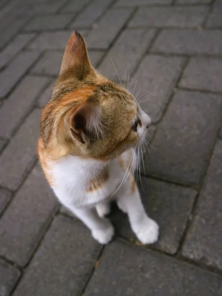 กแมวสามส กเล นคนเด — ภาพถ่ายสต็อก