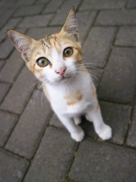 กแมวสามส นคนเด มองกล — ภาพถ่ายสต็อก